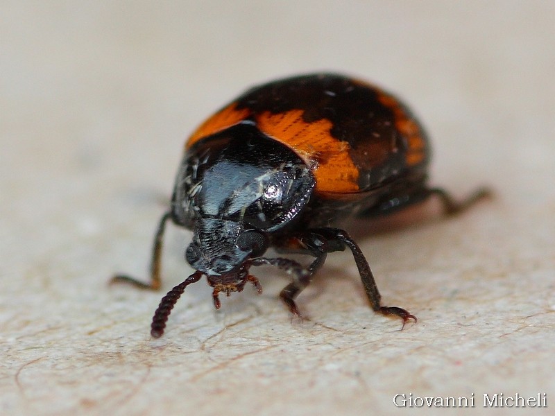 Tenebrionidae: Diaperis boleti